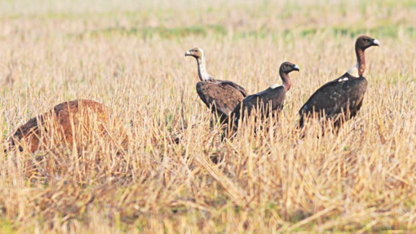 vultures-1.jpg