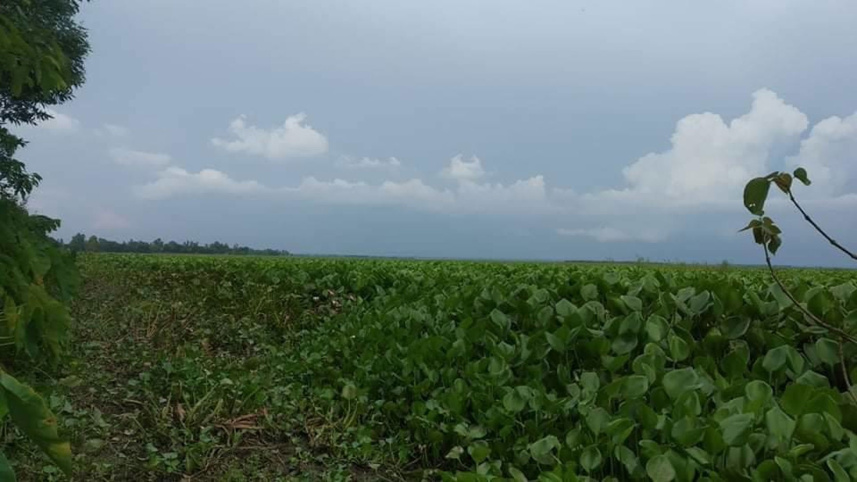 Water-hyacinth-invasion.jpg