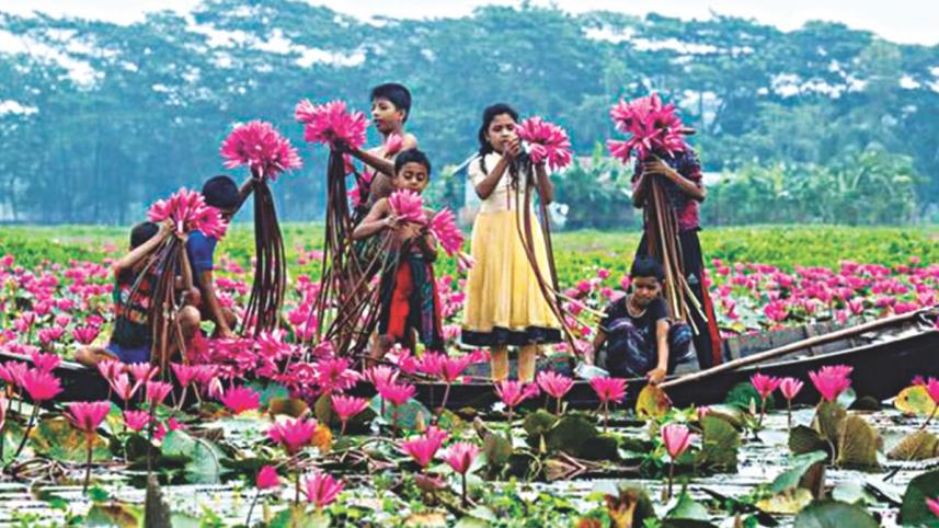 water lilies.jpg