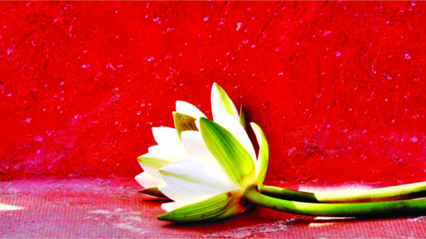 Water lily