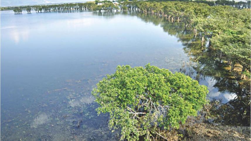 Wetlands