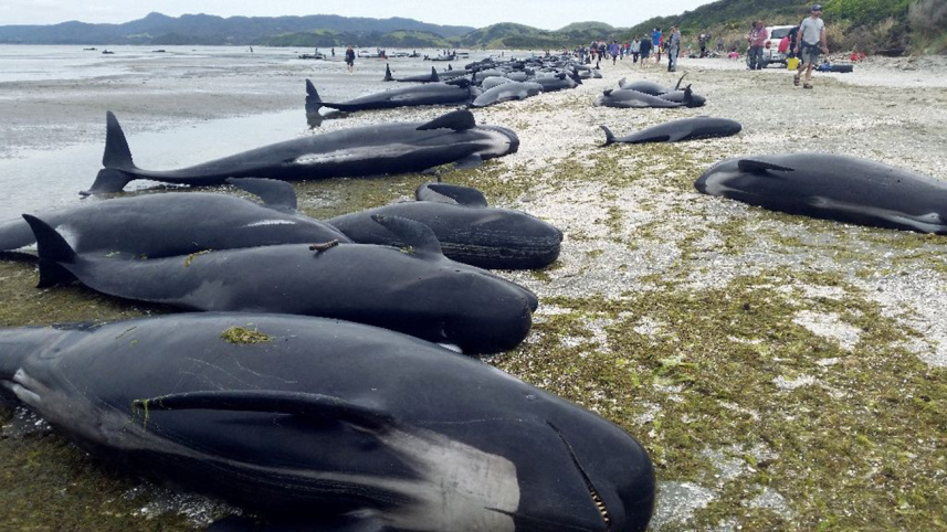 Over 400 whales were stranded on a New Zealand beach