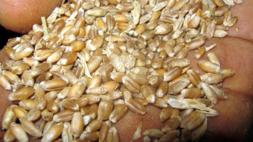 wheat