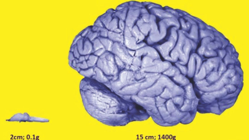 Why we are smarter