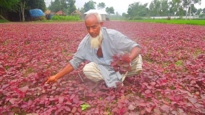 winter vegetable farming