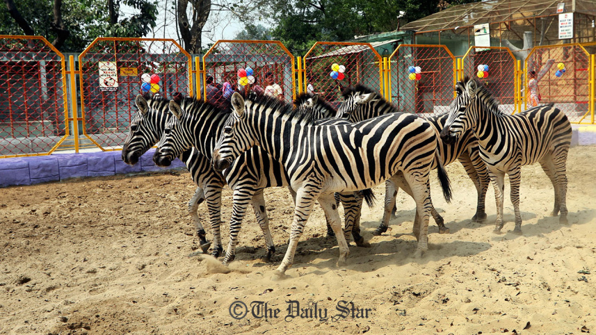 African zebras