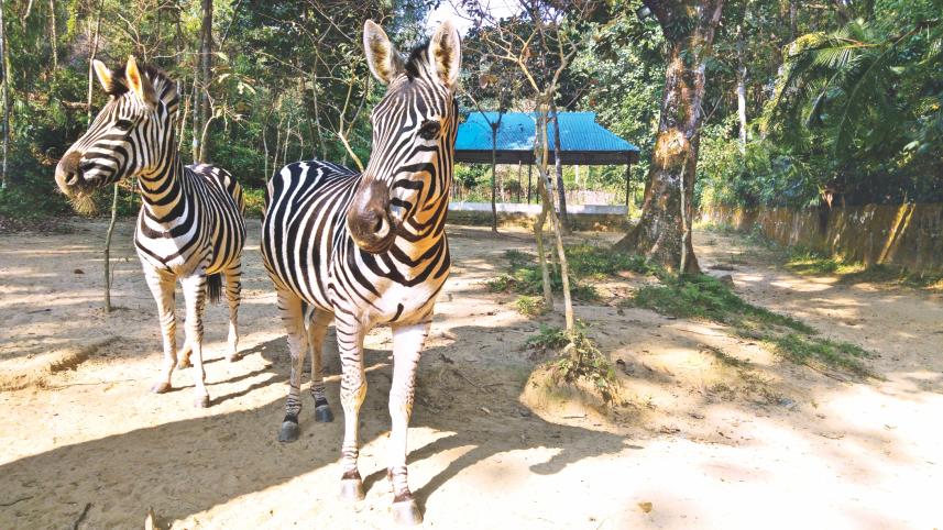 zebra.jpg
