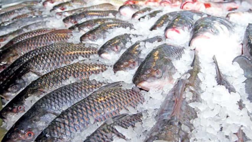 fish_5.jpg