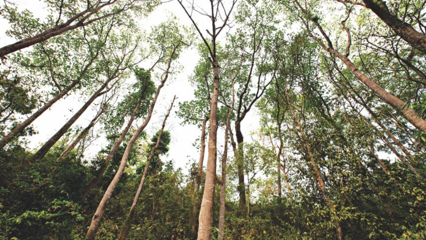 grove-of-lohakath.jpg