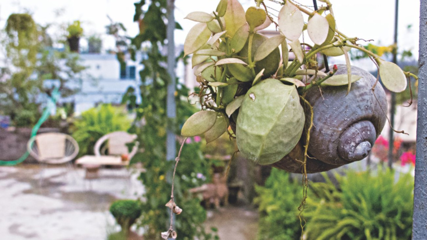 Hanging gardens 