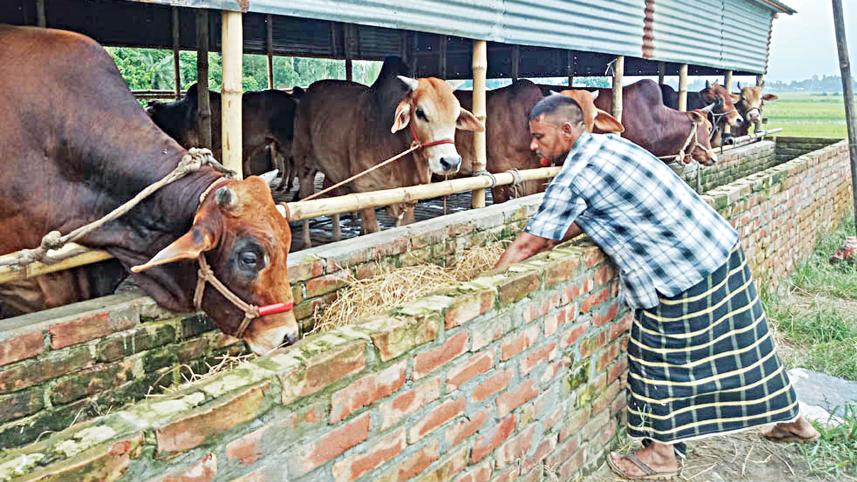 cattle-trade-1.jpg