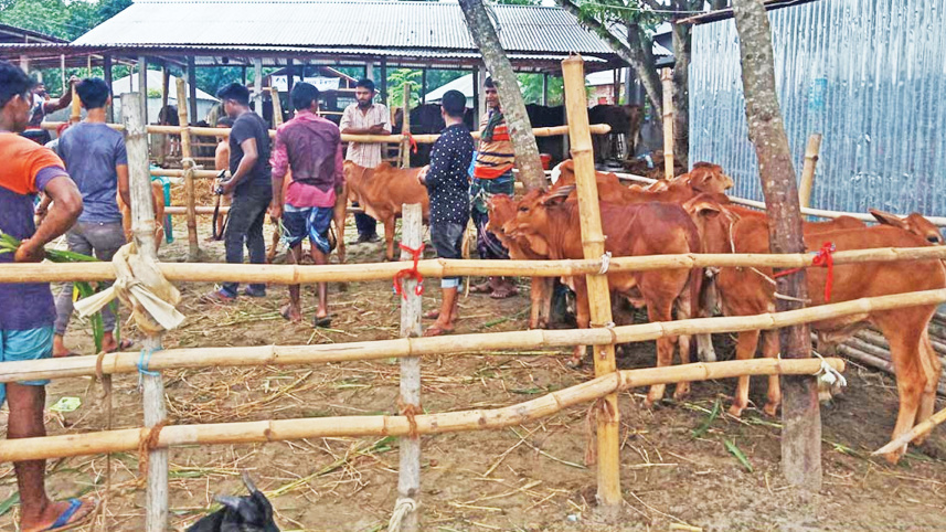 cattle-trade-3.jpg