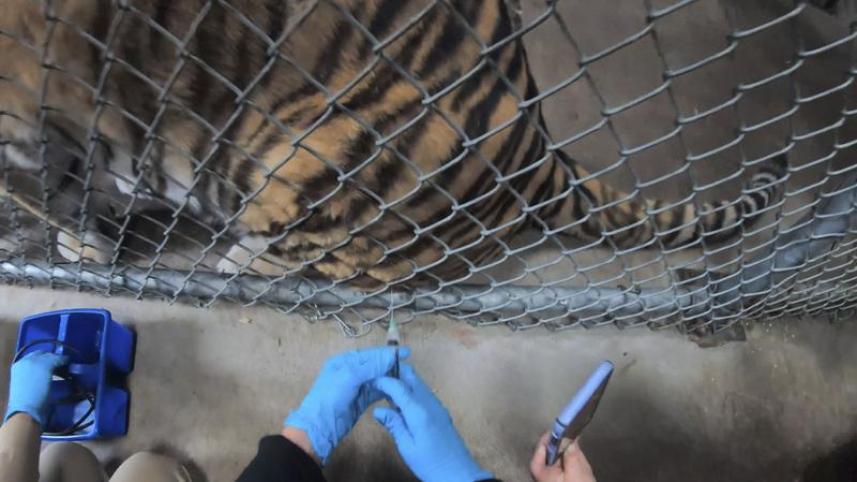 big_cat.jpeg