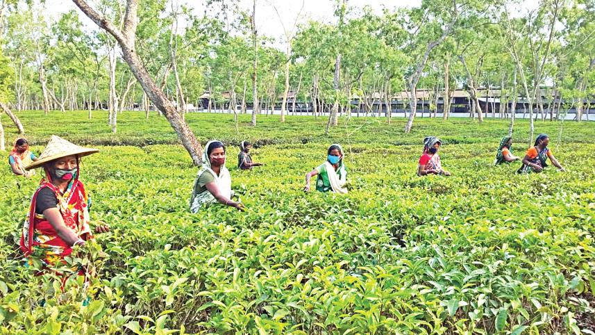 tea-garden.jpg