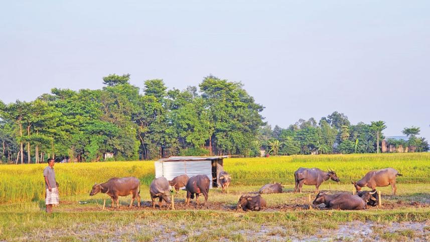 cows-and-goats.jpg
