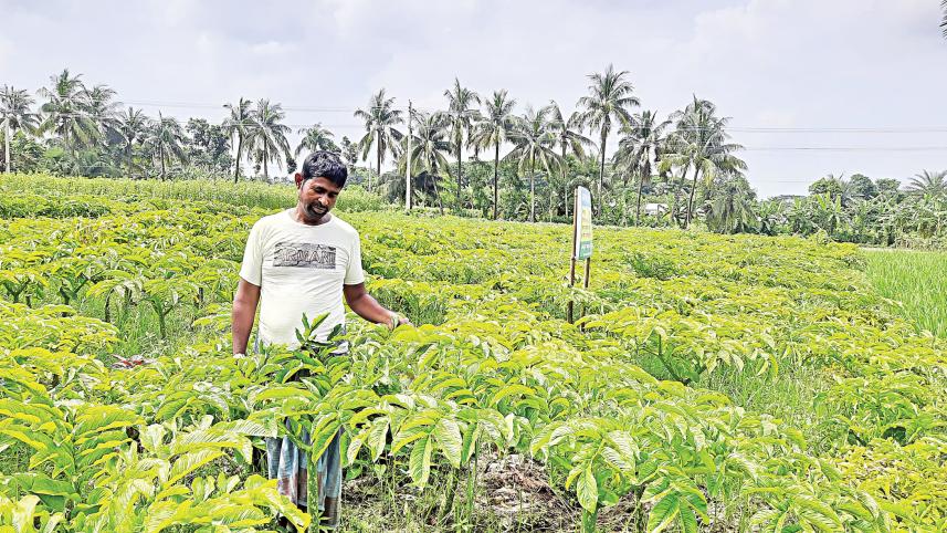 dumuria-upazila-of-khulna.jpg