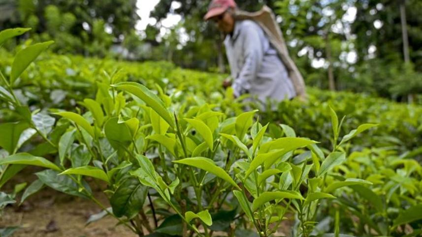 tea-plantation.jpg