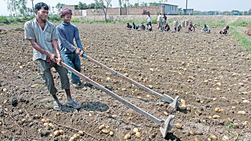 potato-farmers.jpg