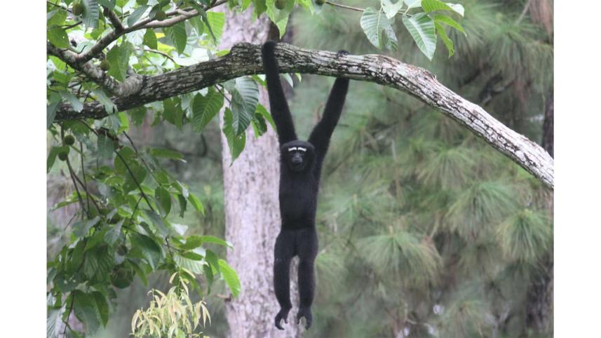 gibbons-1.jpg