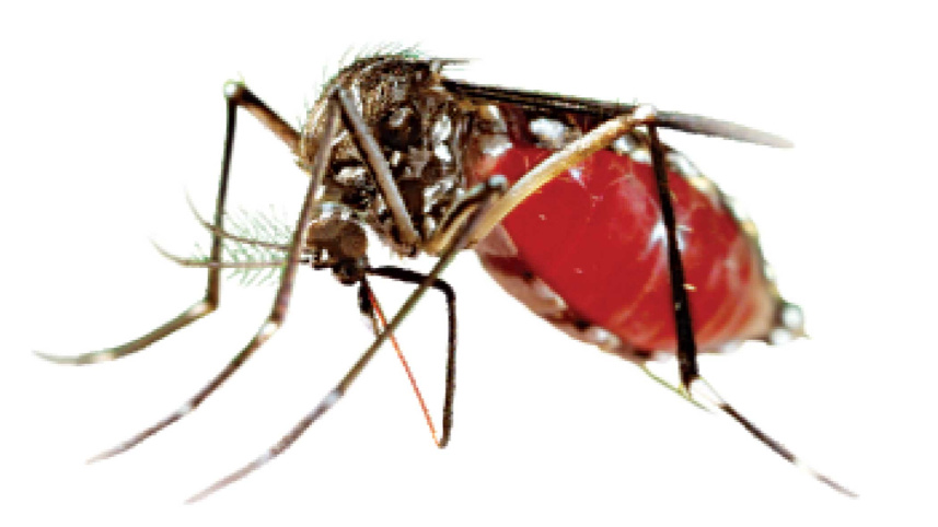 dengue-mosquito.jpg