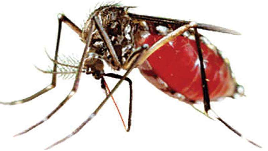 dengue.jpg