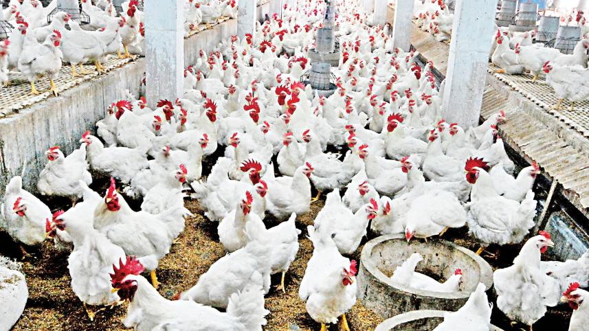 poultry.jpg