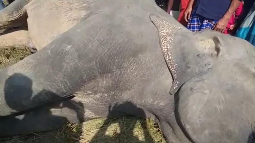 elephant_mostafa_web.jpg