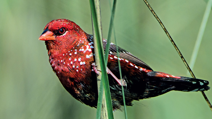 birds10.jpg