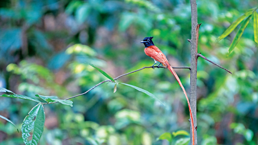 birds11.jpg