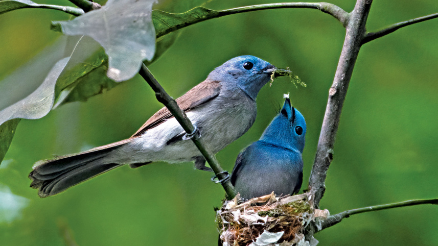 birds12.jpg