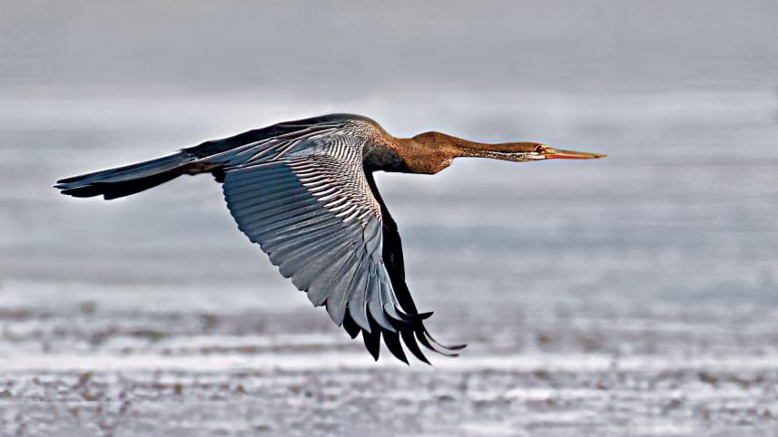 birds2.jpg