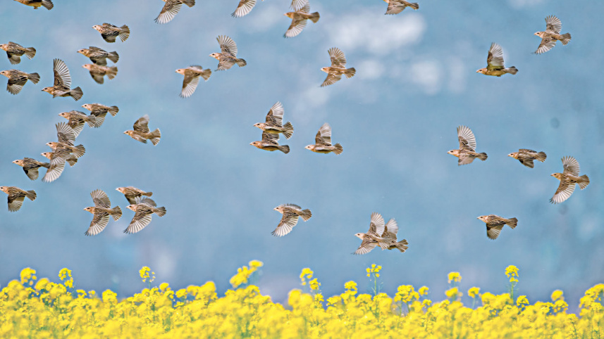 birds8.jpg