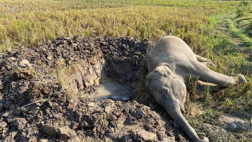 elephant.jpg