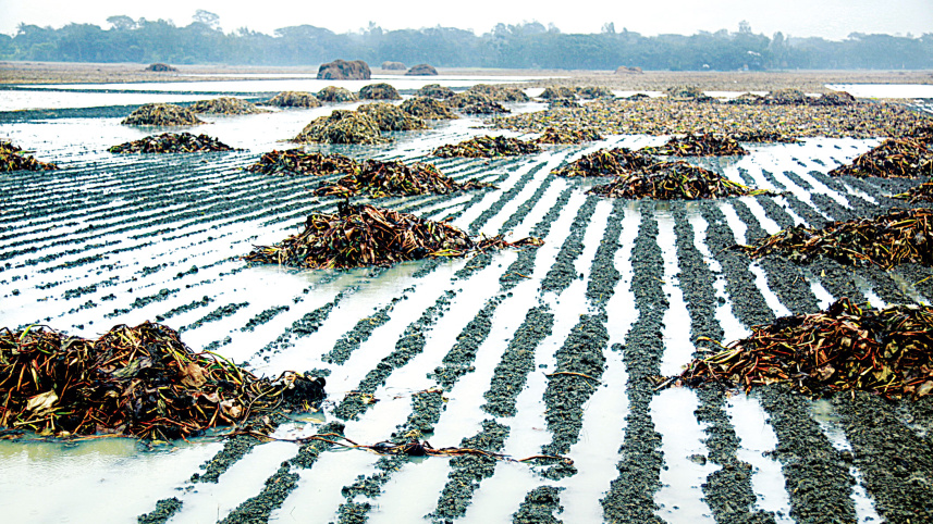 potato-field.jpg