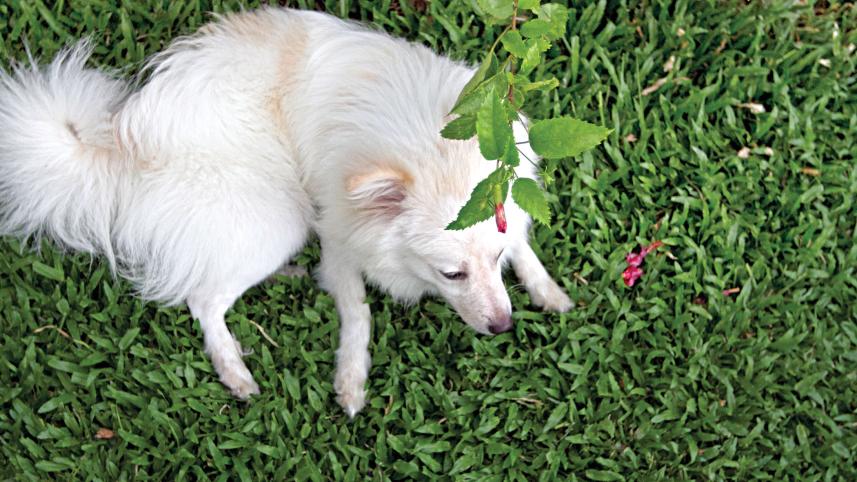 dog.jpg