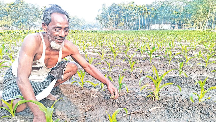 maize-field.jpg