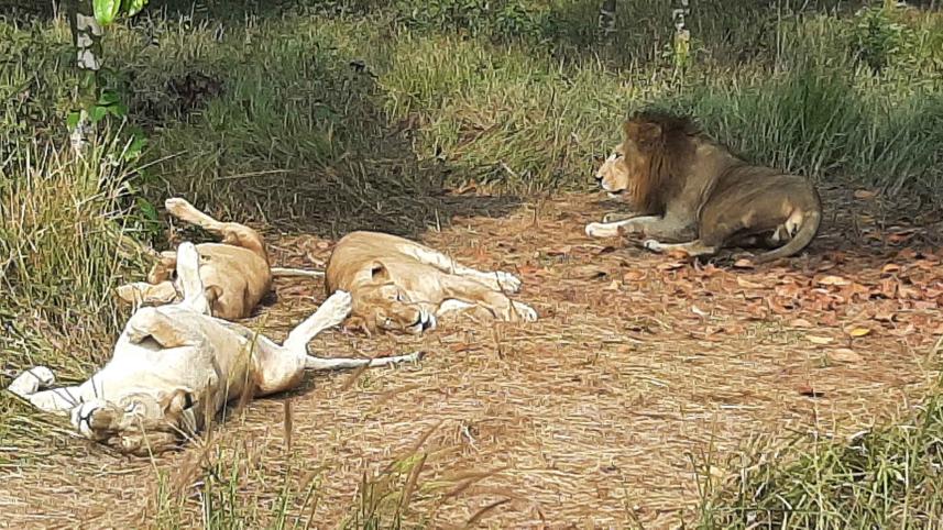 lions.jpg
