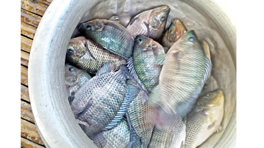 fish.jpg