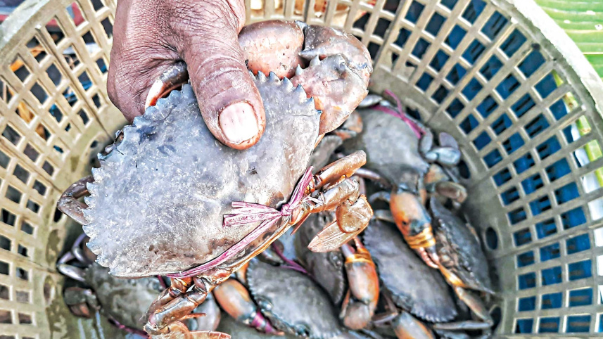 crab-hunting-2.jpg