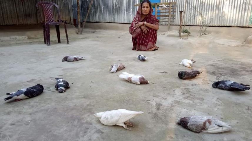 kurigram_bees.jpg