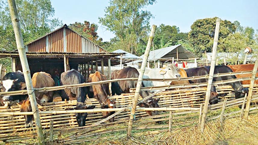 shahjadpur-upazila-1.jpg