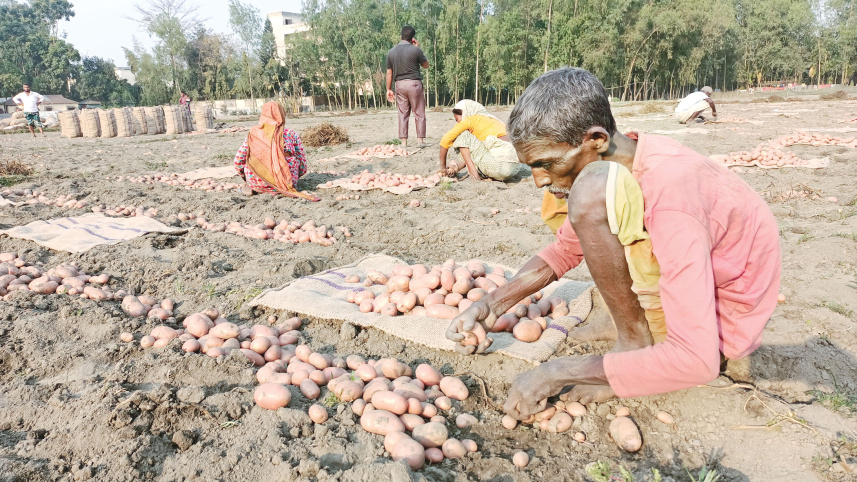 potato-farmers-2.jpg