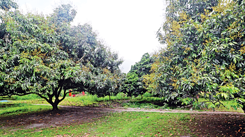 dinajpur_litchi.png