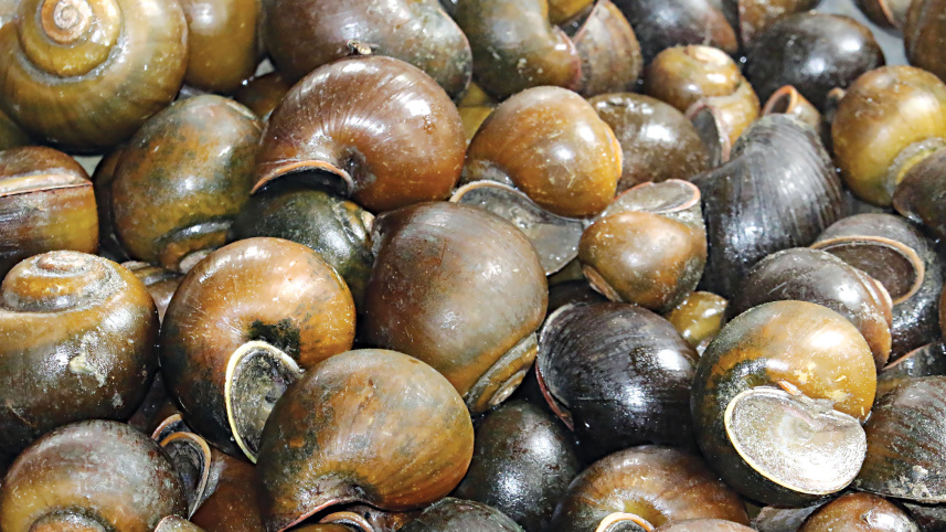 ish-snail-farm-1.jpg