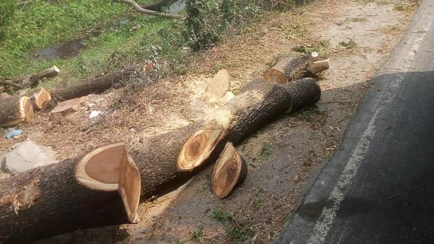 ctg-tree-wb.jpg