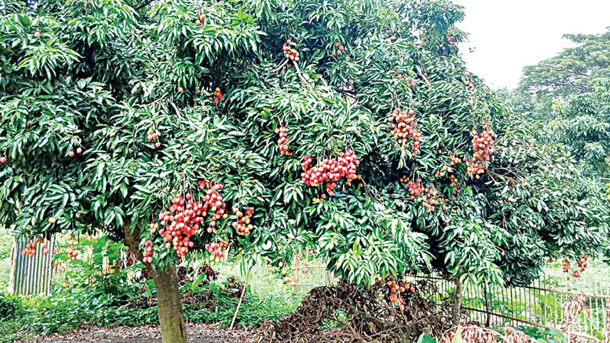 lichi1.jpg