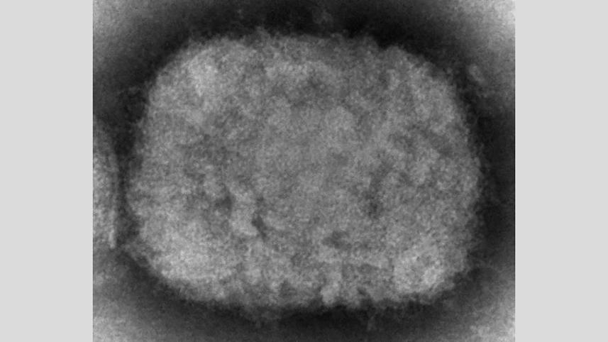 disease-web.jpg