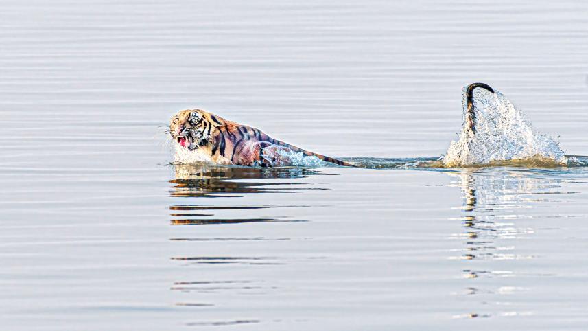 sundarbans-2.jpg