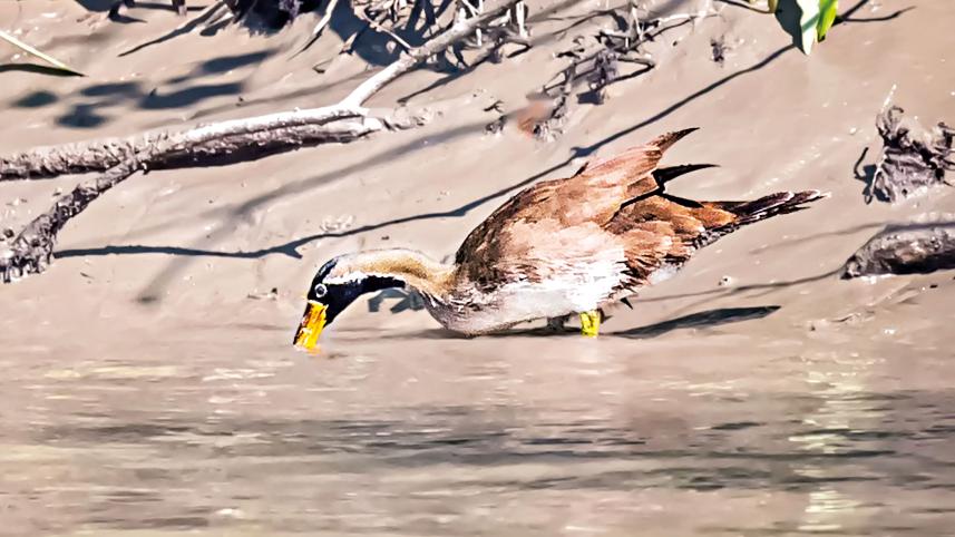 sundarbans-7.jpg