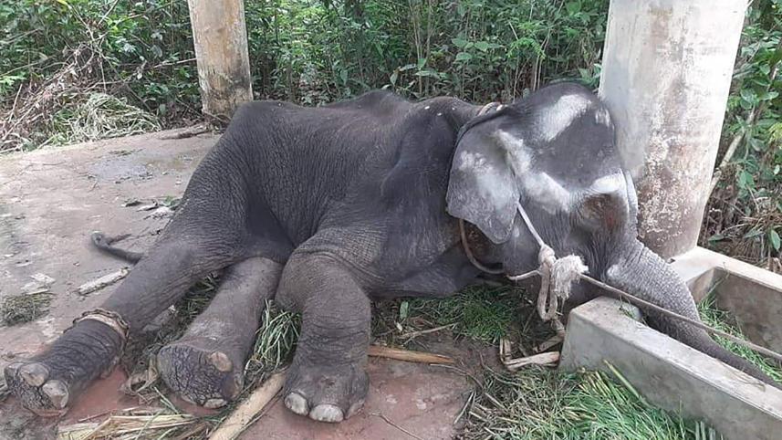 elephant.jpg